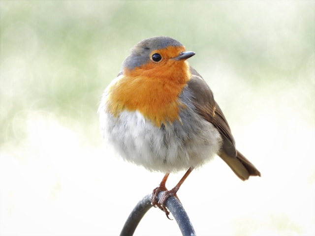 Bezoeker