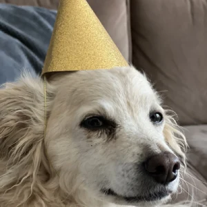 Doggo Lilly