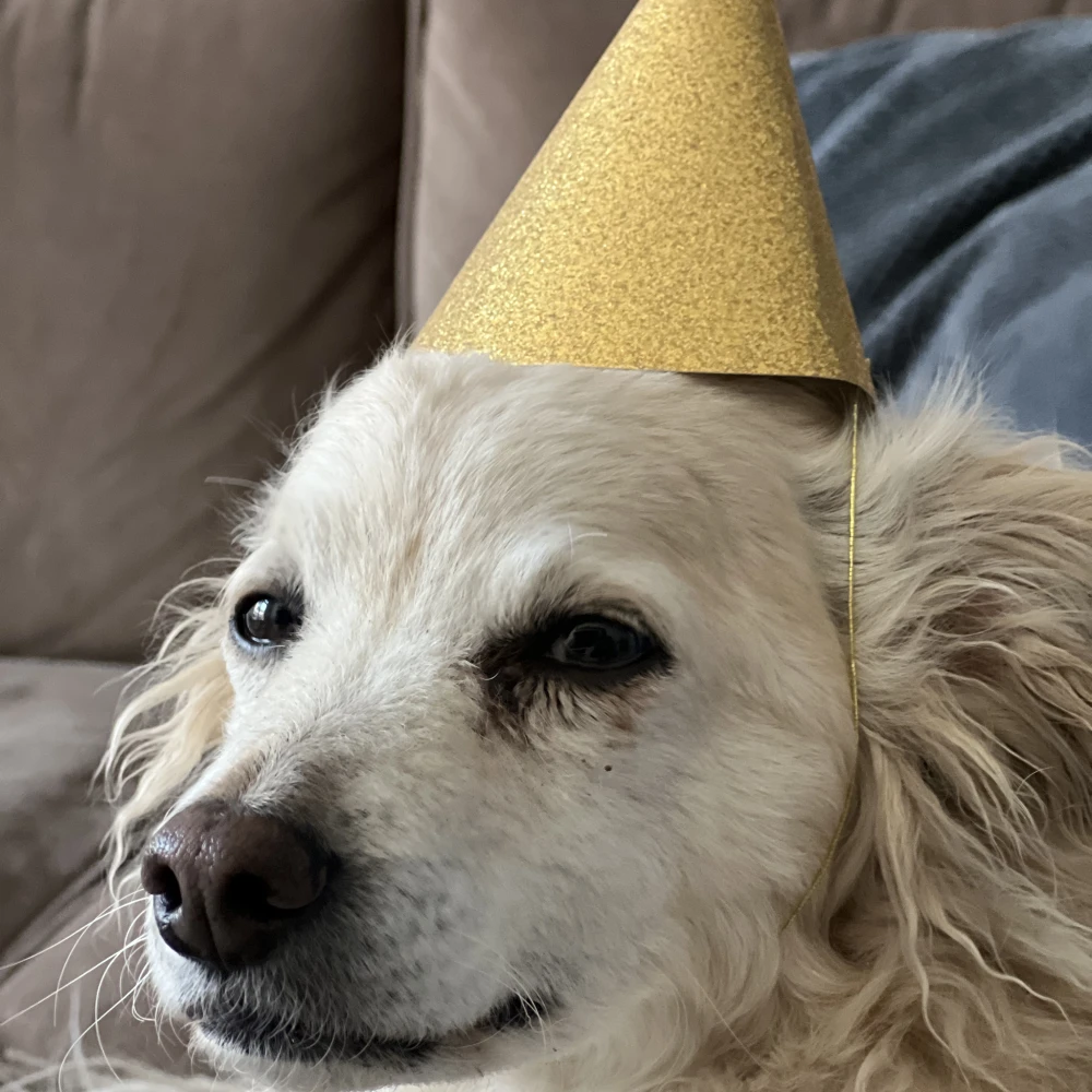 Doggo Lilly